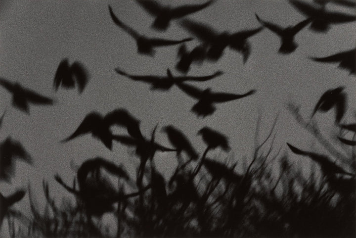 Raven - Noctivis