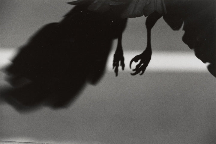 Raven - Noctivis