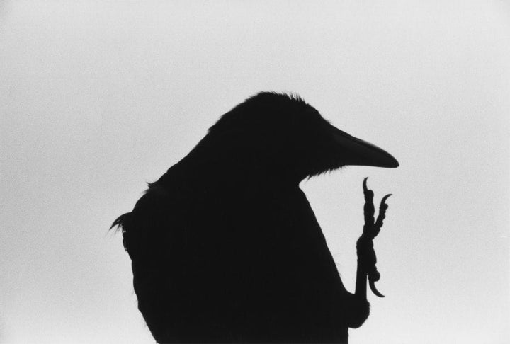 Raven - Noctivis