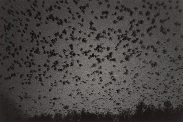 Raven - Noctivis