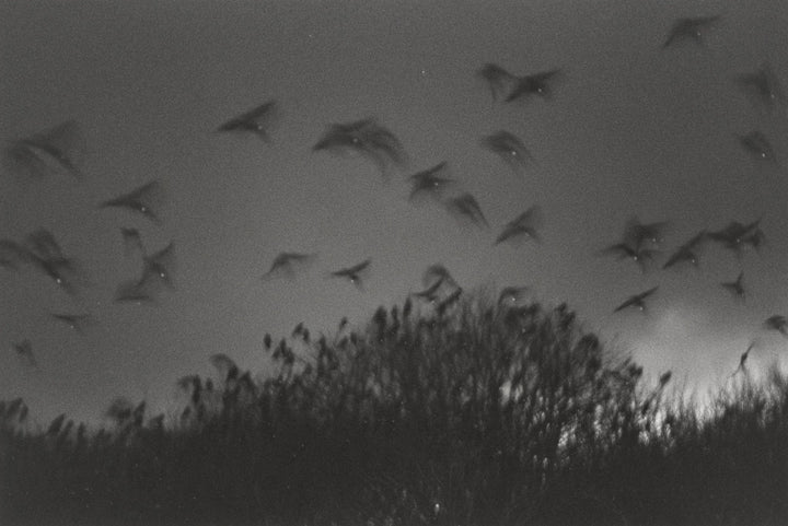 Raven - Noctivis