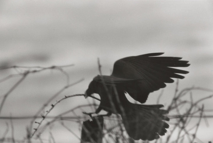 Raven - Noctivis